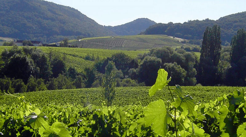 You are currently viewing Weinanbaugebiet Pfalz: Weingut Becker